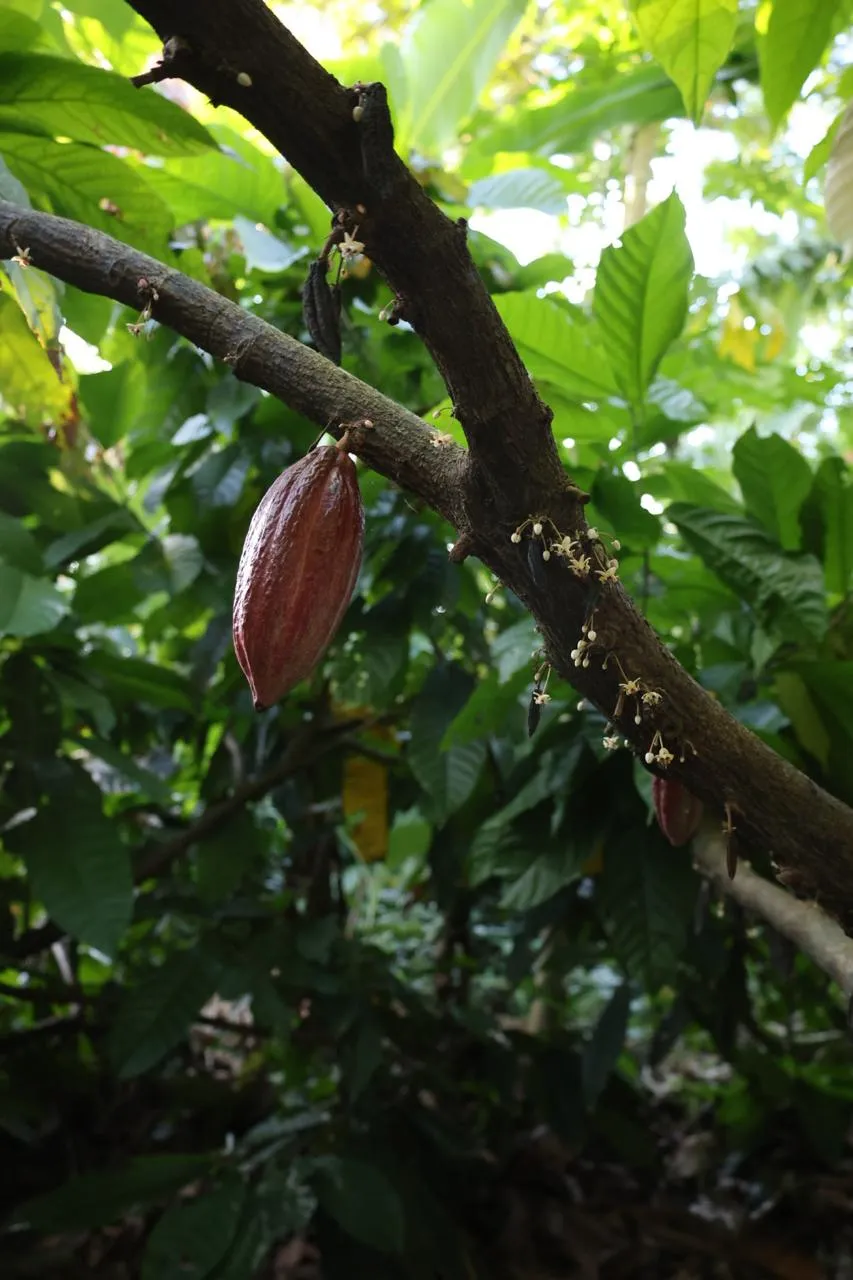 Estado do Rio: safra recente de cacau fino tem notas frutadas